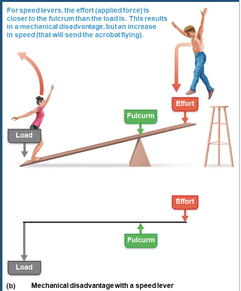 <p>mechanical disadvantage with a speed lever </p>