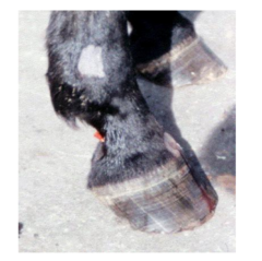 <p>Blocks: </p><p>- DIP Joint</p><p>- Navicular apparatus</p><p>- P3</p><p>- Heel/sole</p><p>- Toe/sole eventually</p><p>- Skin</p>