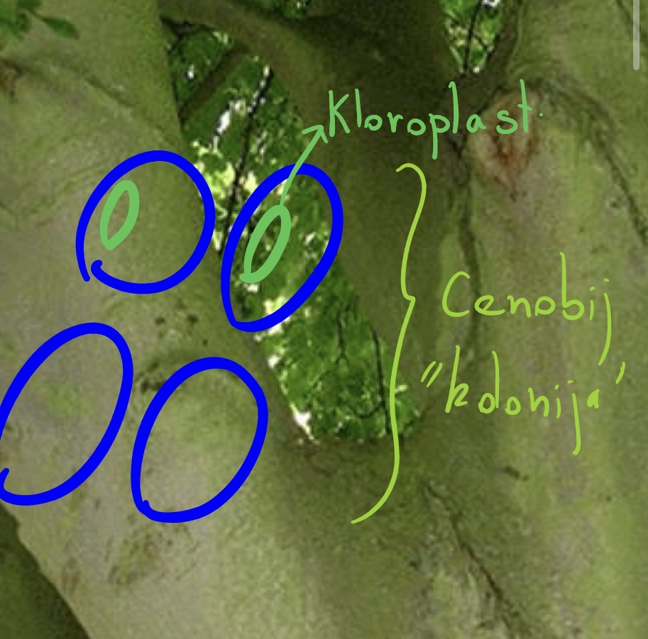 <p>Deblo : zelene alge - chlorophyta</p><p>Razred: trentephiophyceae</p><p>Rod pleurococcus</p><p>Fake zelen mah na drevesu zelen</p>