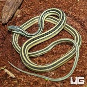 <p><span>2 rows of scales between colored strip and belly</span></p>