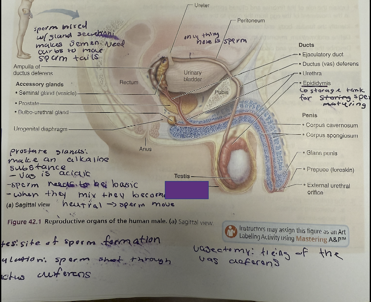 <p>What is this and its function?</p>