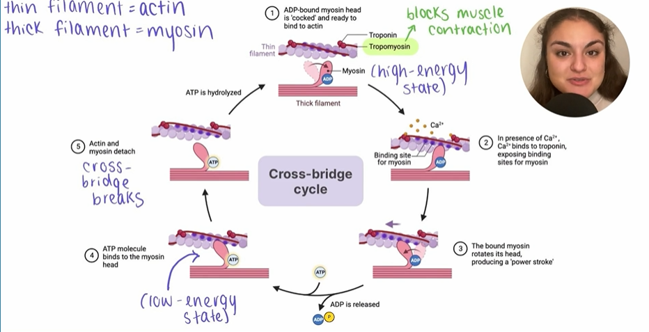 <ol><li><p>ADP-bound myosin head is cocked and ready to bind to actin (high energy state).</p></li><li><p>In the presence of <strong>Ca<sup>2+</sup>, </strong>Ca2+ binds to troponin, which exposes a binding site for myosin.</p></li><li><p>The bound myosin rotates its head, producing a “power stroke”</p></li><li><p>Then ADP is released and an ATP molecule binds to the <strong>myosin head</strong></p></li><li><p>The actin and myosin detach</p></li></ol><p></p><p>ATP is then hydrolyzed to ADP, which cocks back the myosin head.</p><p></p>