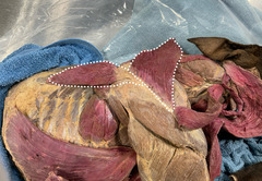 <p>What muscle is this?</p>
