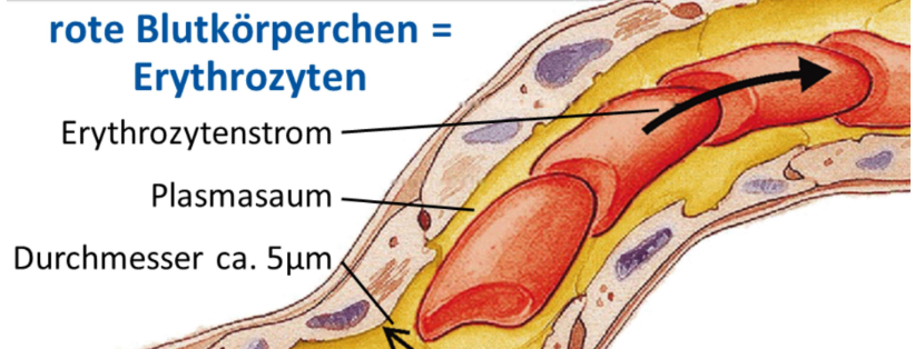 <ul><li><p>Erythrozyten: Bildung im roten Knochenmark</p></li><li><p>Lebensdauer ca. 120 Tage</p></li><li><p>Insgesamt etwa 25·10^12 Erys (=25.000.000.000.000 Erys mit einer Gesamtoberfläche von ca. 3.800m²!)</p></li><li><p>Ca. 160 Millionen Erys werden pro Minute neugebildet</p></li><li><p>1% der Erys im Blutkreislauf = Retikulozyten (junge Erys), nach Blutverlust ist Retikulozytenmenge erhöht</p></li></ul><p></p><p><span>---- Interessantes ---------------------</span><br><span>Wenn man einen Schritt macht, werden zwischen 5.000 - 8.000 rote Blutkörperchen in der</span><br><span>Fußsohle zerquetscht. Diese Stresssituation für den Körperführt dazu, dass neue, bessere (weil</span><br><span>jüngere) Blutkörperchen im Knochenmark aktiviert werden. [Heilmeyer P, Gesund durch Stress!]</span></p><p></p>