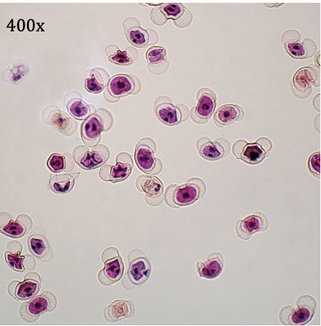 <p>Kingdom:</p><p>Clade:</p><p>Phylum:</p><p>Name of Structure:</p><p>Ploidy:</p>