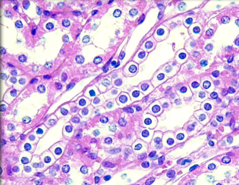 <p>ID Tissue (be specific)</p>