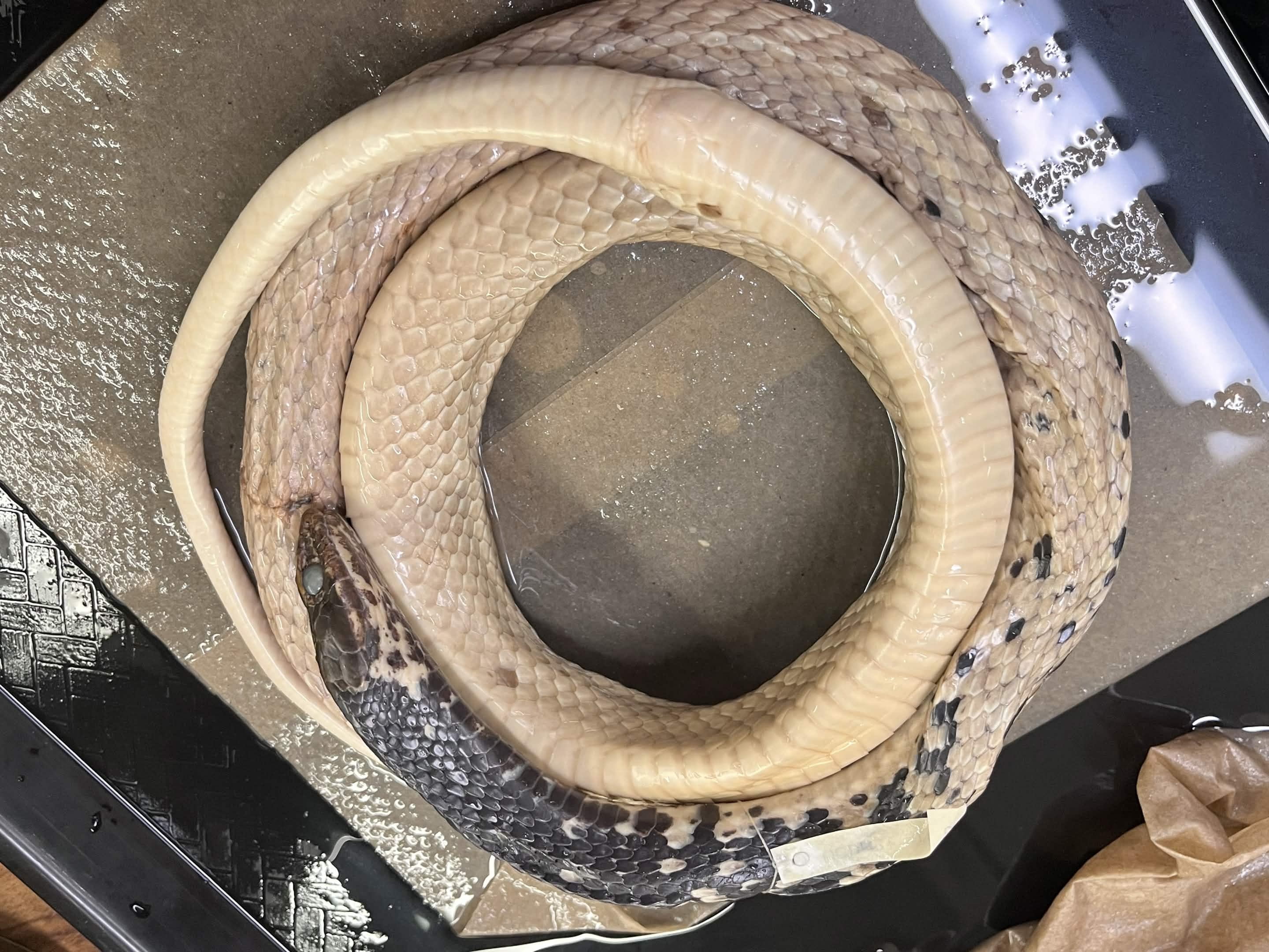 <p>Infraorder + Superfamily + Family + Scientific name?<br>- reddish with black crossbar on neck<br>- no stripe<br>- long tail</p>