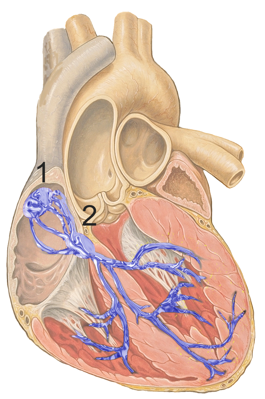 <ul><li><p>1st set of nodal cells</p></li><li><p>known as the <u>pacemaker</u>, a specialized clump of myocardial conducting cells located in the superior portion of the right atrium that has the highest inherent rate of depolarization that then spreads throughout the heart</p></li><li><p>Initiates <u>sinus rhythm</u> (normal heart rate)</p></li><li><p><strong><em>initiates action potential</em></strong></p></li></ul><p></p>