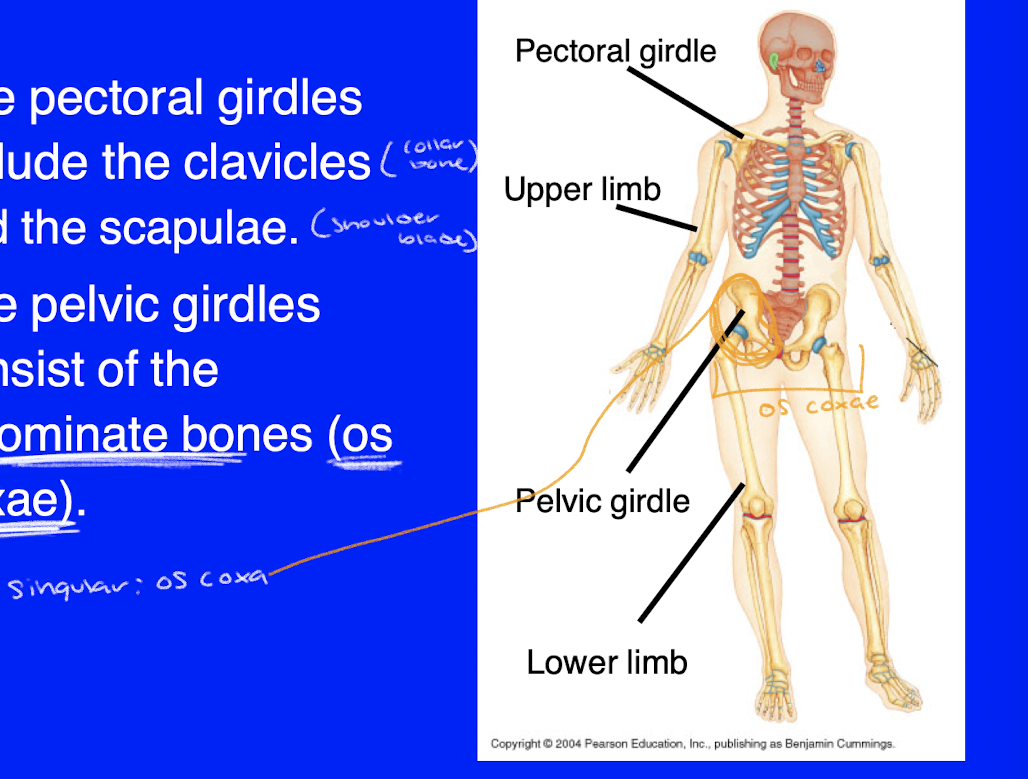 <ul><li><p>clavicles (collar bone) </p></li><li><p>scapulae (shoulder blade)</p></li><li><p>innominate bones (os coxae)</p></li></ul><p></p>