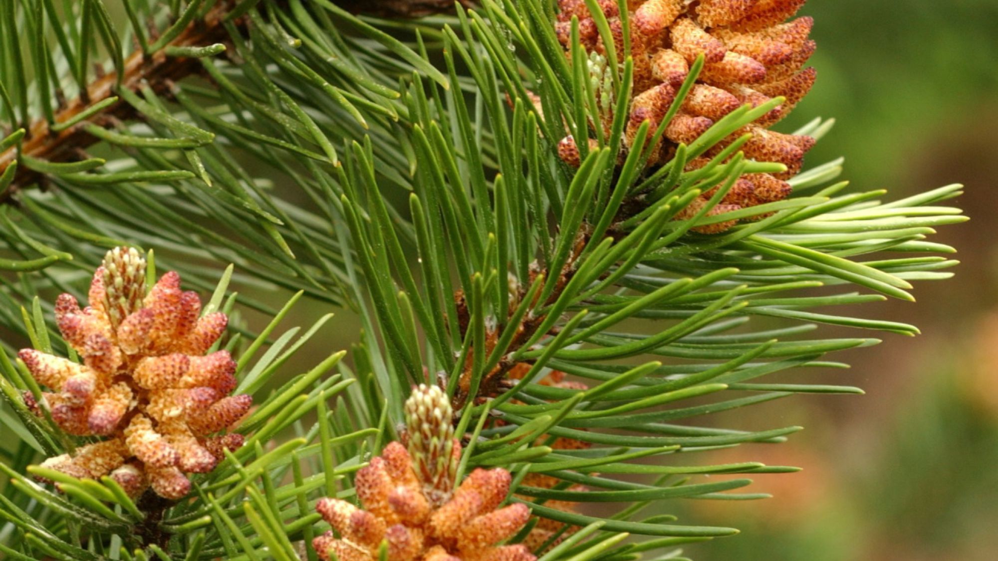 <p><span>Pinus contorta </span></p>