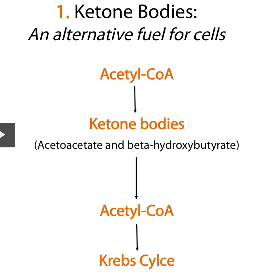 <p><u>Etymology (helps memory)</u></p><ul><li><p><strong>Ketone</strong> → from German <em>“Keton”</em> (related to acetone)</p></li><li><p><strong>Acetoacetate</strong></p><ul><li><p>“Aceto” = acetyl group</p></li><li><p>“acetate” = derived from acetic acid</p></li></ul></li><li><p><strong>β-hydroxybutyrate</strong></p><ul><li><p>“hydroxy” = OH group</p></li><li><p>“butyrate” = 4-carbon chain (<em>butyric acid = butter acid</em>)</p></li></ul></li><li><p><strong>Acetone</strong></p><ul><li><p>simplest ketone (volatile)</p></li></ul></li></ul><p>Ketone bodies = alternative fuel molecules made by the liver when glucose is low</p><p><strong>ketone bodies </strong>are an <strong>alternative fuel </strong>for <strong>cells</strong>.</p><ol><li><p><strong>acetyl-CoA</strong> is <strong>transformed</strong> into <strong>ketone bodies</strong>.</p></li><li><p><strong>ketone bodies</strong> are <strong>converted back </strong>into <strong>acetyl-CoA</strong></p></li><li><p><strong>acetyl-CoA</strong> is able to go <strong>back </strong>into the <strong>Kreb’s Cycle</strong>.</p></li></ol><p></p>