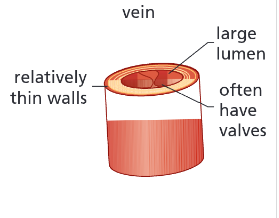 <p>Blood is not under pressure — no pulse</p>