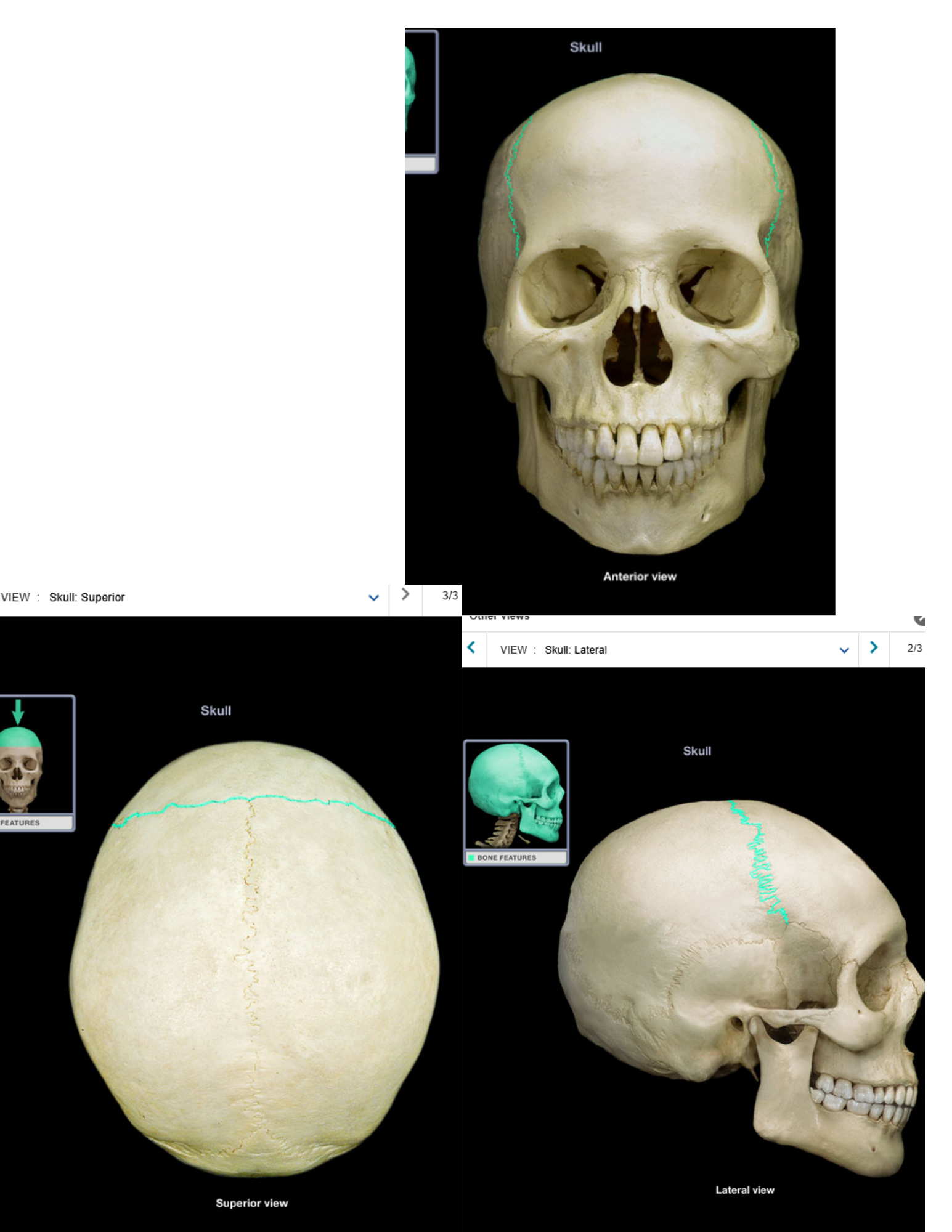 knowt flashcard image