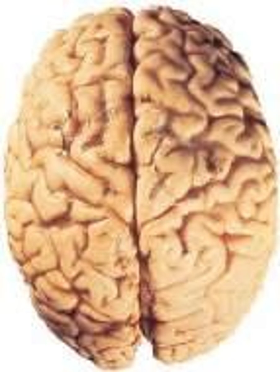 <p>The electrical charge difference across the neuron's membrane when it is not actively transmitting a signal.</p>