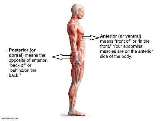 <ol><li><p>Anterior (ventral): toward the <strong>front</strong> of the body</p><ol><li><p>Ex. The stomach is anterior to the pancreas. <u>(meaning: the stomach is directly in front of the pancreas)</u></p></li></ol></li><li><p>Posterior (dorsal): toward the <strong>back</strong> of the body</p><ol><li><p>Ex. The spine is posterior to the sternum. (<u>meaning: the spine is directly behind the sternum)</u></p></li></ol></li></ol><p></p>