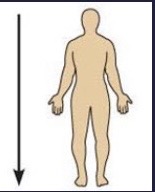 <p>Away from the head end or toward the lower part of a structure or the body; below</p>