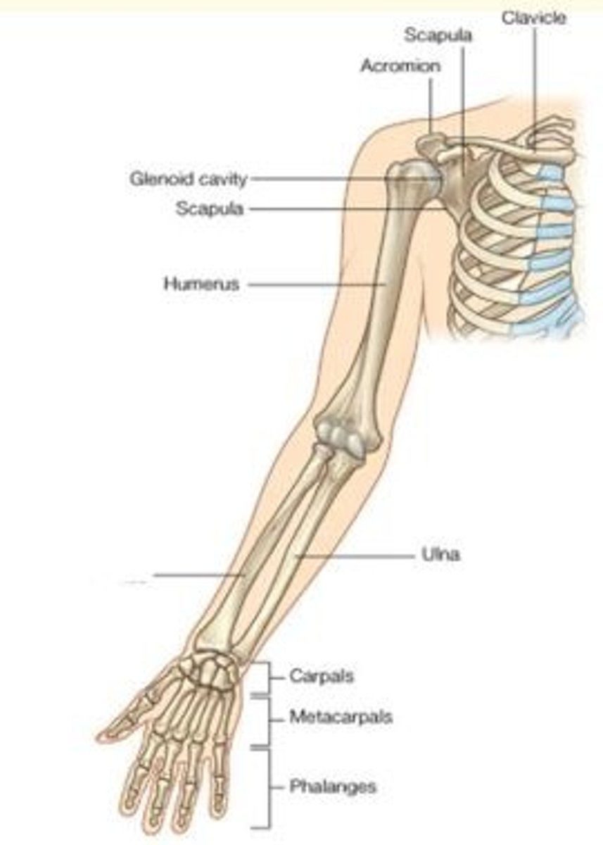 <p>Whbat bone is highlighted here?</p>