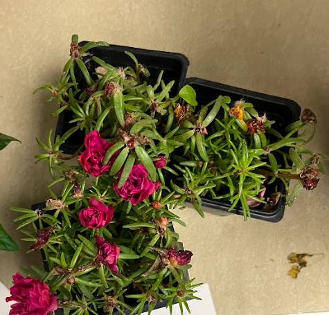 <ul><li><p>very herbaceous</p></li></ul><p></p>