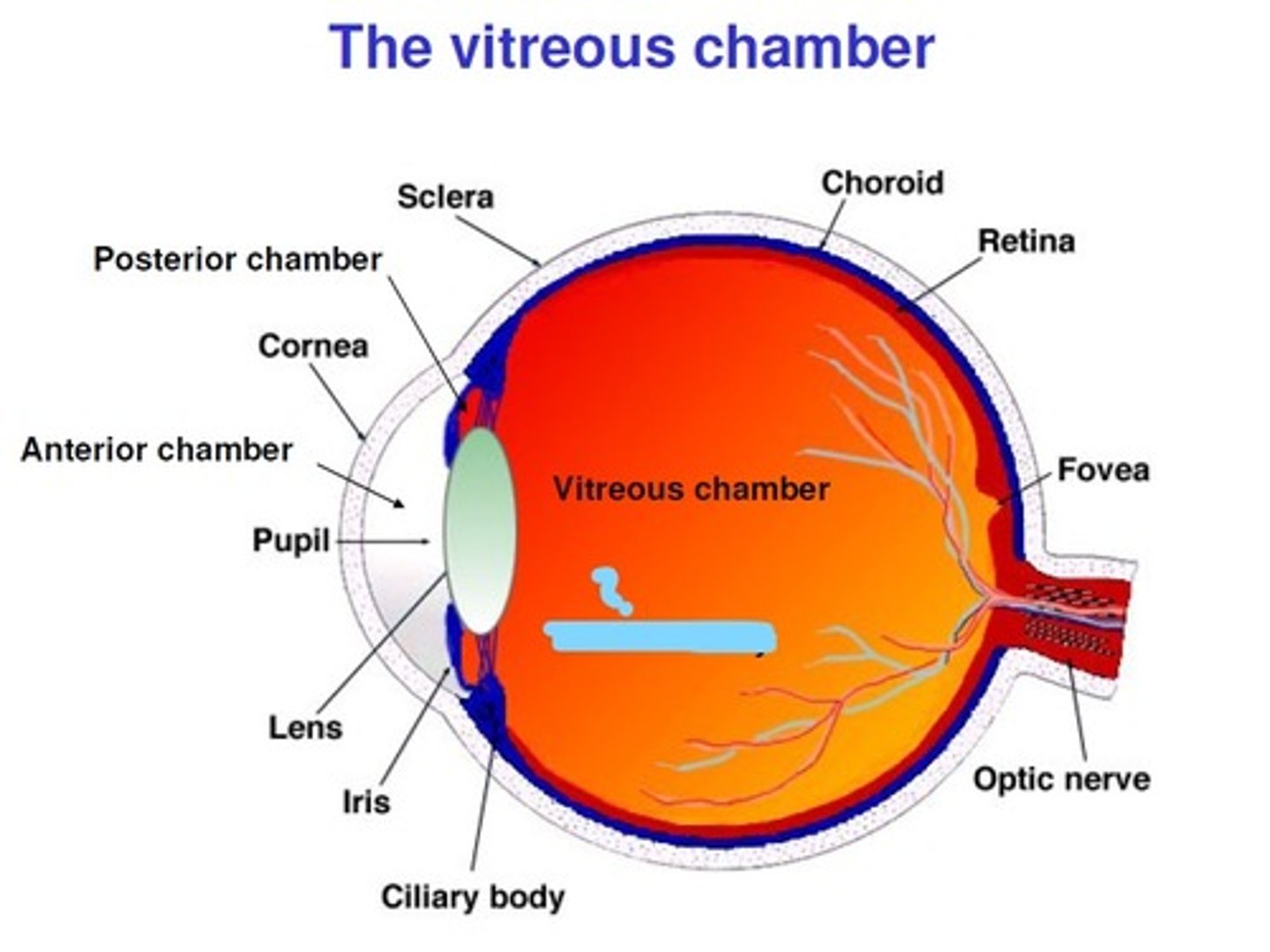 <p>Is the clear gel that fills the space between the lens and the retina of the eye. It doesn't replace once lost. Gel-like fluids inside the eye help it maintain its shape, which plays an important role in overall eye health.</p>