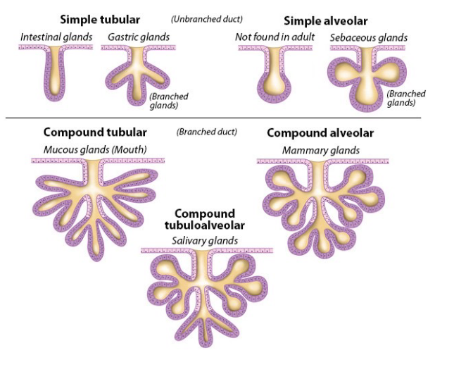 <p>based on number of ducts and architecture </p><p>unbranched duct: simple tubular, simple alveolar </p><p>branched duct: compound tubular, compound alveolar, compound tubuloalveolar </p>