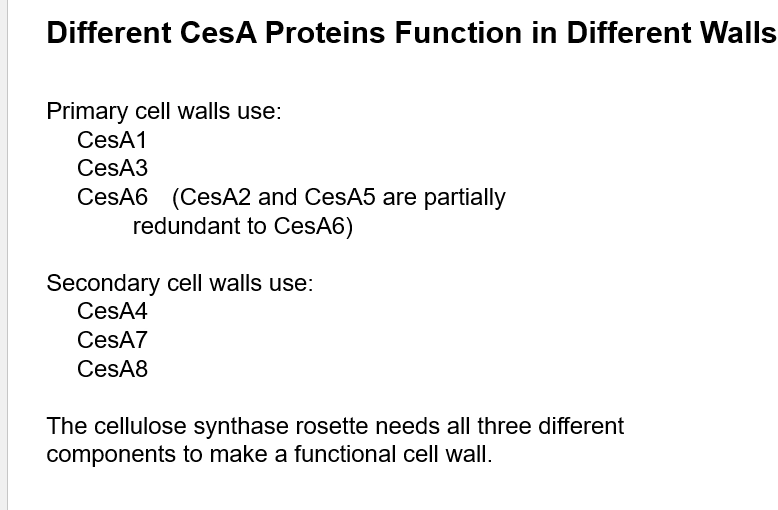 <p>(cellulose synthesising)</p><ul><li><p>only CesA proteins actually synthesise celluloes - their family contains CSLs (cellulose-synthase-like proteins), but they dont actualy make cellulose</p></li></ul><p>(versions)</p><ul><li><p>a number of types</p></li><li><p>different CesAs have different functions, some form primary cell walls, some form secondary (have different promotor factors, so growth of the cell / cell wall is regulated on the transcript level)</p></li><li><p>but overall large variety is due to redundancy being desired - cell walls are very important for plants survivals, so having multiple versions protects against mutations and inhibition </p></li></ul><p></p>
