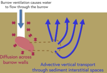 <p>Burrow ventilation causes water to flow through the burrow</p><p>Diffusion across burrow walls</p><p>Advective vertical transport through sediment interstitial spaces</p>