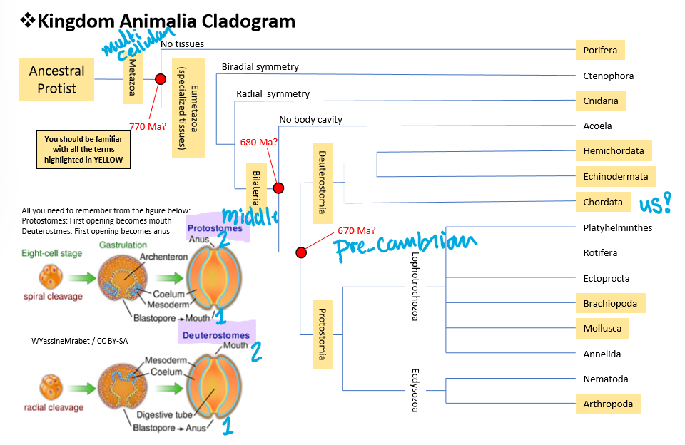 <p>Note the characteristics and relationships between the 6 major animal phyla</p>