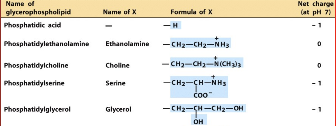 <ul><li><p><strong>Glycerol</strong></p></li><li><p>Has two<strong> —OH </strong>groups</p></li><li><p>Net charge at pH 7 =<strong> -1</strong></p></li></ul><p></p>