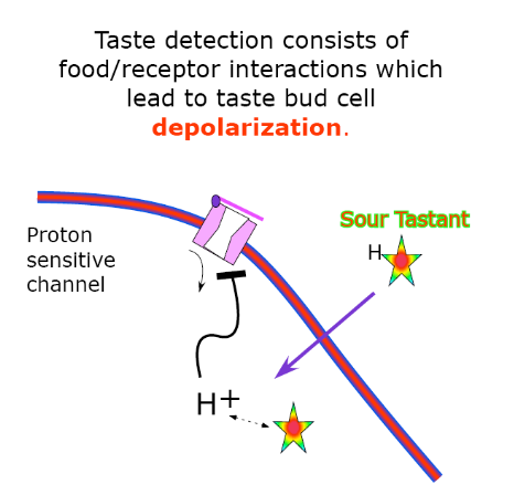 <p>Taste review:</p><p>Which ion moves through the proton sensitive channel when protons are not closing it?</p>