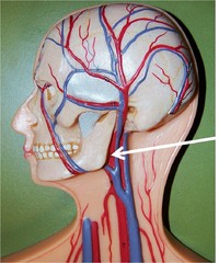 <p>supplies neck/face</p>