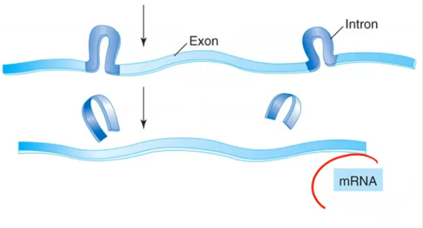 <p>The process of removing introns from pre-mRNA and gluing the remaining exons together to form mature mRNA.</p>