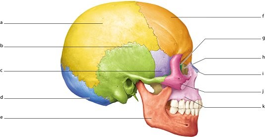 <p>What bone is labeled “c”?</p><p>a. sphenoid</p><p>b. zygomatic</p><p>c. parietal</p><p>d. temporal</p>