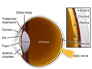 <p>Space between cornea and lens filled with <strong>aqueous humour</strong></p>