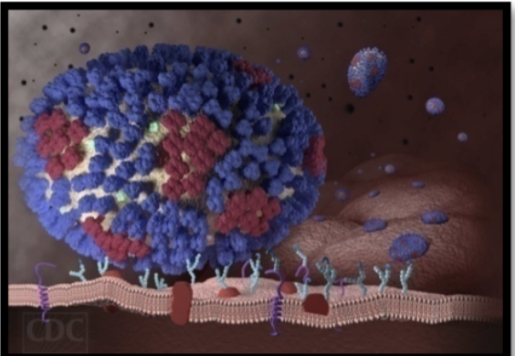 <p><span style="background-color: transparent;"><strong>The bird, pig, and human share the influenza virus. Why is this important to know?&nbsp;</strong></span></p>