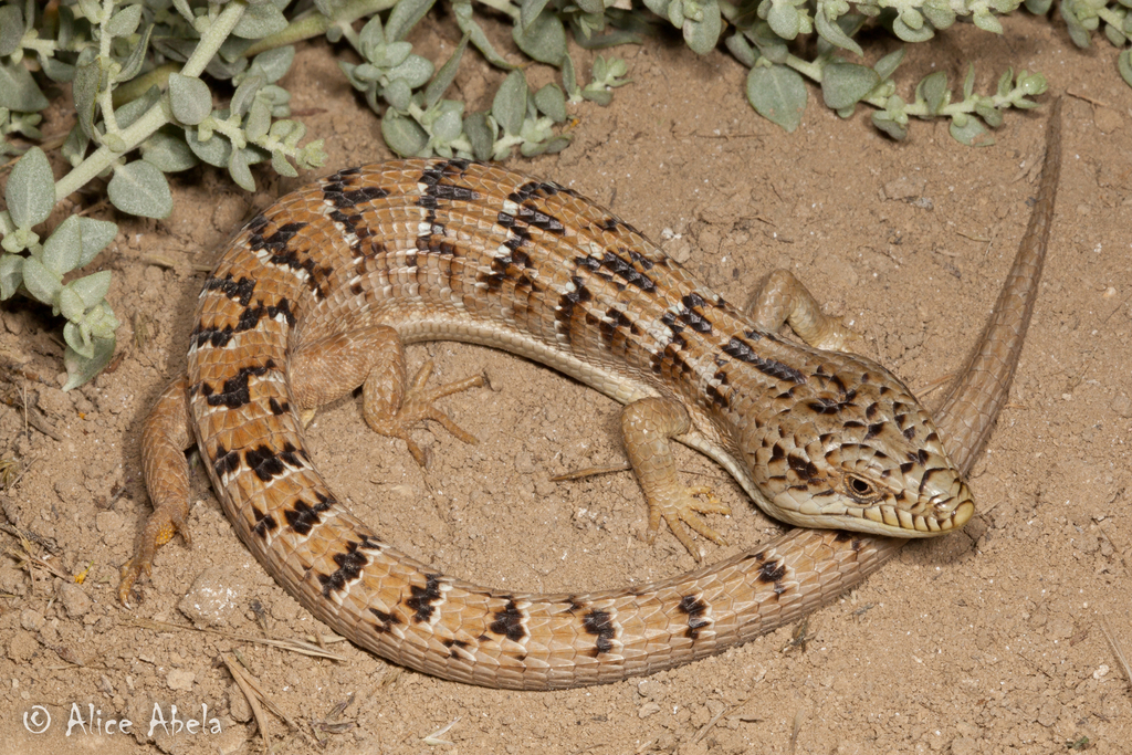 <p>Common Name</p>