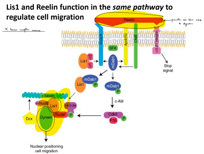 <p>microdeletion in Chr 17 of PAFAH1B1 genes that code for LIS1 protein</p><p>…</p><p>MTs have <strong><u>polarity</u></strong> of a <u>“-” end</u> &amp; <u>“+” end</u> (where both ends differ structurally and functionally)</p><ul><li><p><u>“+” end</u> is the end where MT polymerization occurs</p></li><li><p><strong><u>kinesin </u></strong>does <u>anterograde transport</u> <u>towards the "+” end</u></p></li><li><p><strong><u>dynein </u></strong>does <u>retrograde transport</u> <u>towards the “-” end</u></p><ul><li><p><span style="color: rgb(229, 134, 225);">^ think “kid” aka k | d</span></p></li></ul></li></ul><p>LIS1 is a MT-associated protein, specifically a <strong><u>dynein</u>-associated protein</strong> that does <u>retrograde</u> transport b/c <u>LIS1 protein </u><strong><u>forms a protein complex</u></strong><u> w/ dynein</u></p><p>…</p><p><strong>LIS1 </strong>and <strong>Reelin </strong>function in the <u>same pathway for cell migration, where Reelin promotes formation of the LIS1-dynein protein complex</u></p><div data-type="horizontalRule"><hr></div><p>(note that the <mark data-color="purple" style="background-color: purple; color: inherit;">MT “-” end is closer to soma, MT “+” end is closer to axon terminal)</mark></p>