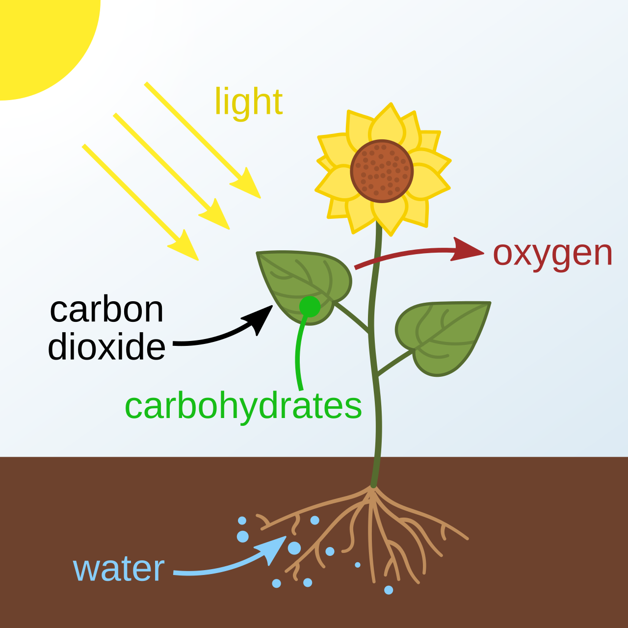 <p>Inputs: <br><strong>CO₂ </strong>:<strong> </strong>enters the <strong>Calvin cycle</strong> (in the stroma) to build sugar<br><strong>H₂O</strong> : used in the <strong>light reactions</strong> (in thylakoids), split to release electrons<br><strong>Light</strong> : absorbed in the <strong>light reactions</strong> to power everything</p><p>Outputs:<br><strong>O₂</strong> : released from the <strong>light reactions</strong> (from splitting water)<br><strong>Glucose</strong> : made in the <strong>Calvin cycle</strong></p><p></p>