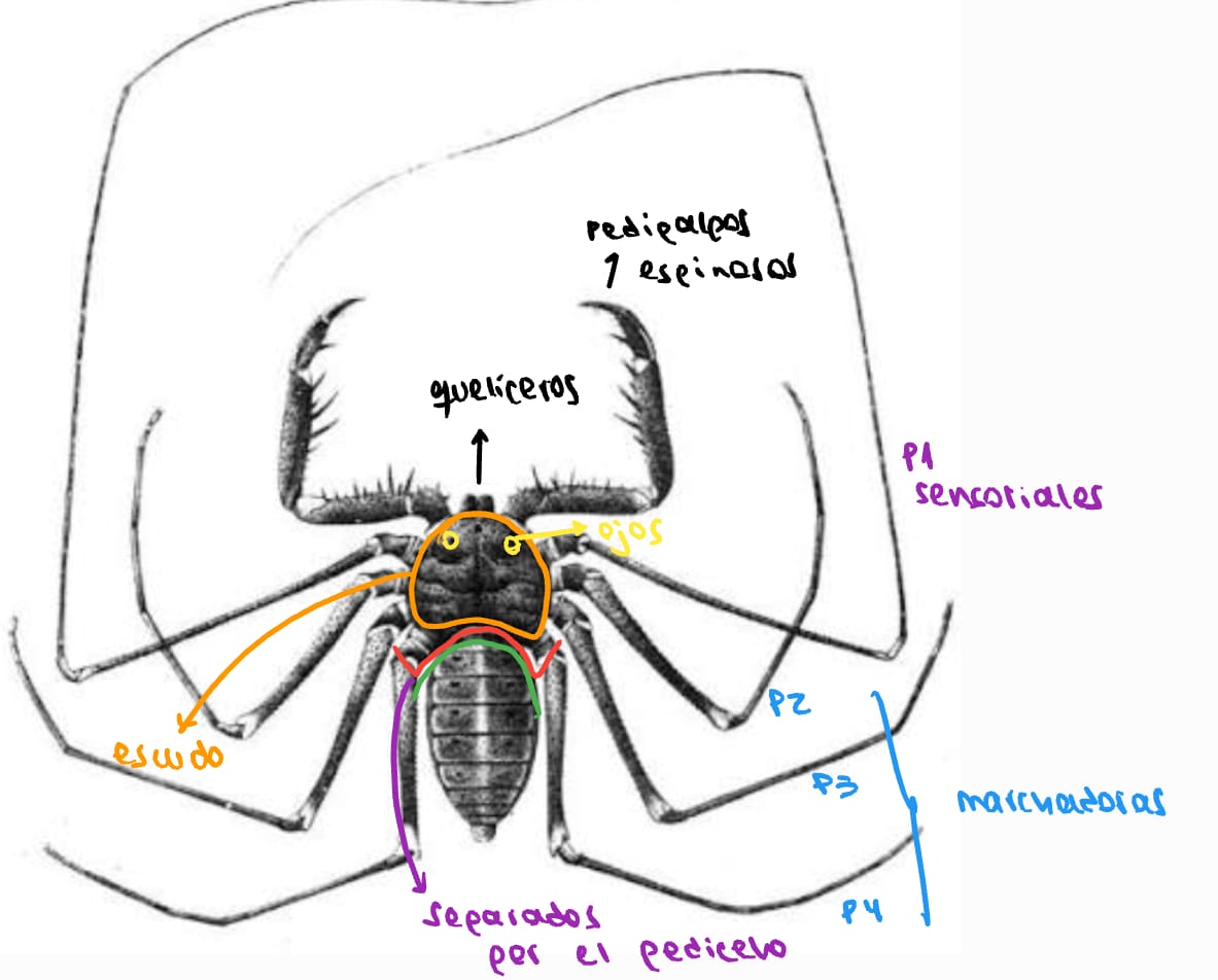 <ul><li><p>Filo: artrópodos</p></li><li><p class="has-focus">Subfilo: quelicerados</p></li><li><p class="has-focus">Superclase: arácnidos </p></li><li><p class="has-focus">Orden: amblipígidos </p></li></ul><p></p>