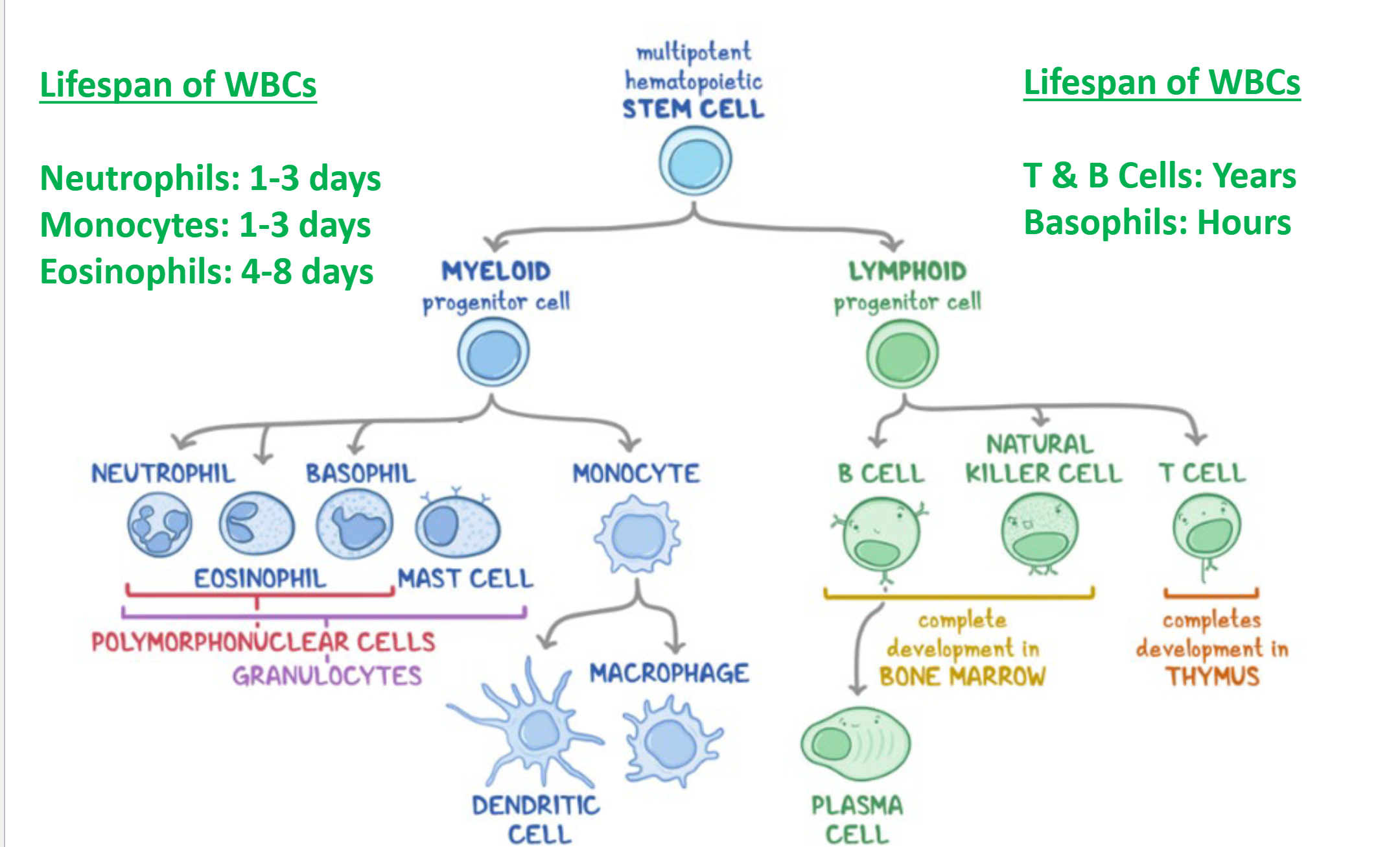 <p>Multipotent Hematopoietic Cells → Myeloid → Speciallized WBC (Except T &amp; B Cells)</p>