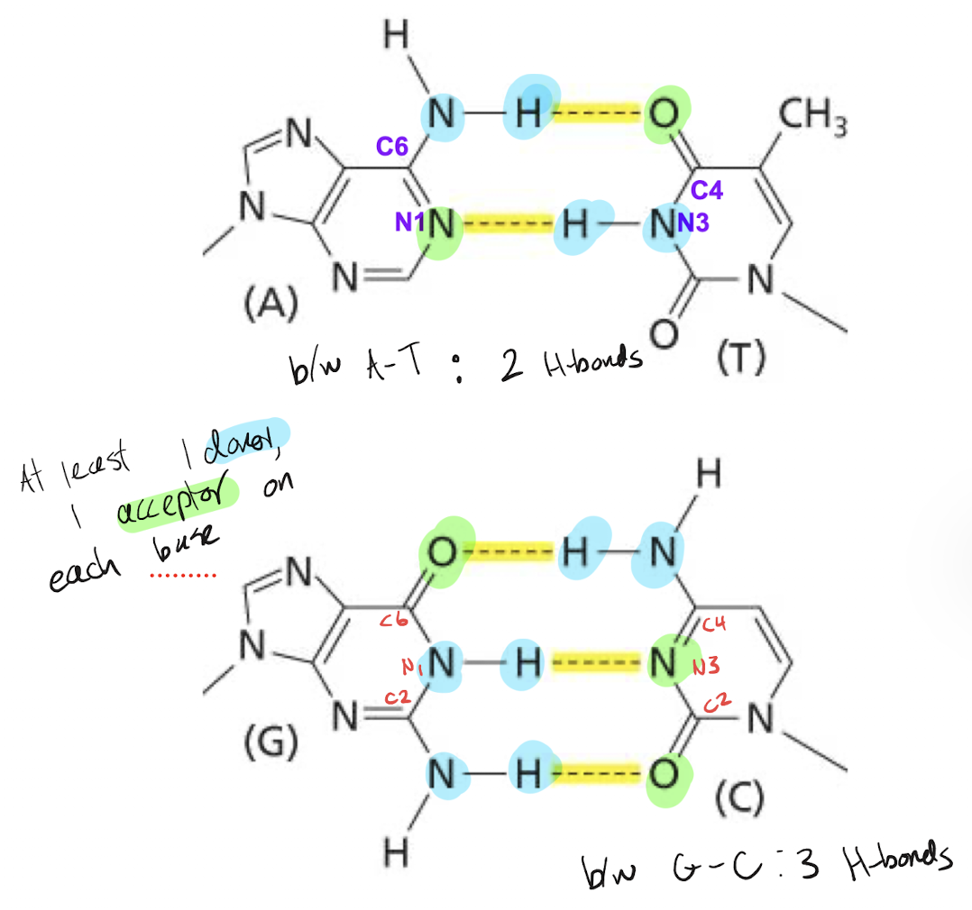 <p>A-T: 2 bonds (A C6 -- T C4, A N1 -- T N3)</p><p>C-G: 3 bonds (G C6 -- C C4, G N1 -- C N3, G C2 -- C C2)</p>