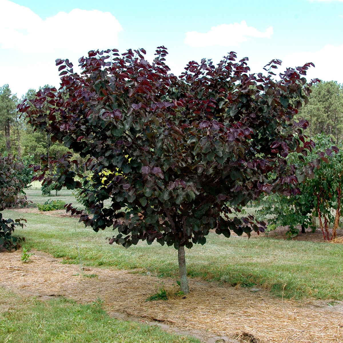 <p><em>Cercis canadensis</em></p>