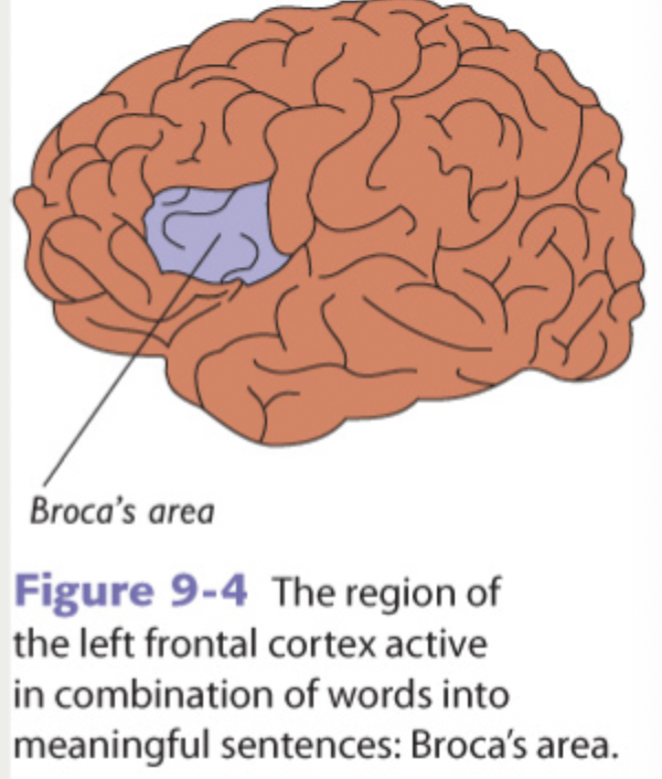 <ul><li><p>Specific regions of the brain are known to be involved in language processing</p></li><li><p>Broca’s area appears to be specialized neural region for processing of grammar</p></li></ul><p></p><ul><li><p><span>Grammar component of language</span></p></li><li><p><span>Activated when asked to combine different nouns and verbs together in fMRI</span></p></li><li><p><span>Damage to this have issues with proper grammatical forms</span></p></li></ul><p></p>