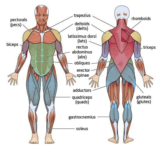 <p>Rectus Abdominis:</p>