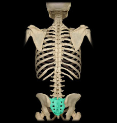 <p>Region between the hips (overlying the sacrum)</p>