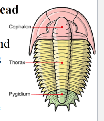<p>Head, Thorax + Pygidium</p>