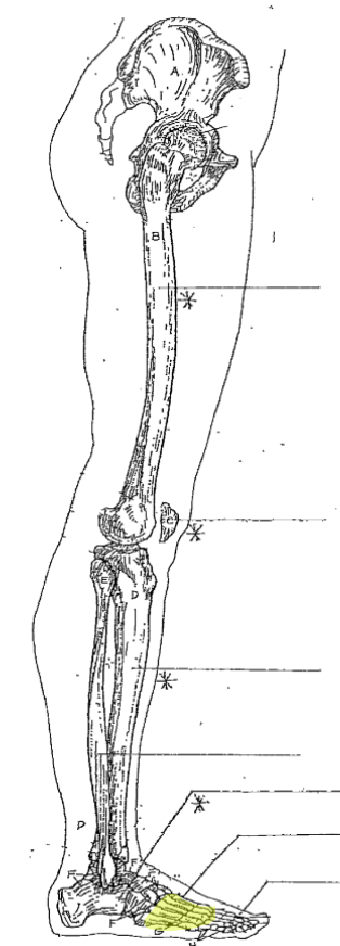 <p>What is the highlighted part of the leg? </p>