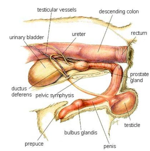 <ul><li><p>os penis provides structural support and helps maintain copulatory tie</p></li><li><p>bulbus swells to form the copulatory tie</p></li></ul><p></p>