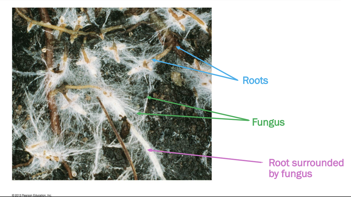 <ul><li><p>fungi can decompose organic matter to obtain nitrogen (good at obtaining other nutrients from soils)</p></li><li><p>hyphae are extensive → increases volume where nutrients are obtained</p></li><li><p>Some fungi form mutualisms with nitrogen-fixing bacteria to obtain N for themselves and their plant mutualists</p></li></ul><p></p>