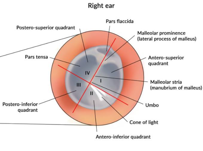 <ul><li><p>anterior/ posterior + superior/ inferior</p></li><li><p>2 parts</p><ul><li><p>Pars flaccida</p></li><li><p>pars tensa</p></li></ul></li></ul><p></p>