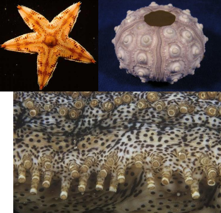 <p>Shallow marine to deep sea</p><p>Cambrian - Recent (541-0 Ma)</p><p>Pentameral (5-fold) symmetry</p><p>Water vascular system = Network of tubes, Acts like hydraulic pump, Sea water pumped in and out through single pore, Tube feet controlled by contracting muscles that force water into tube feet, causing them to extend; relaxing muscles allows feet to retract, Tube feet used for locomotion, respiration, feeding</p><p>Ambulacra = where tube feet of water vascular system intersect skeleton</p><p>Ambulacral pores = openings in the test through which tube feet extend</p><p>Aristotle’s lantern = jaw apparatus</p><p>Bilateral symmetry</p><p>Brachial = arms</p><p>Food groove = system of shallow grooves radiation from moth, transport of food particles</p><p>Interambularia = Spines/Tubercles</p><p>Lunule = large perforations along edge or within test; spines within sieve sediment</p><p>Periproct = anal opening (dorsal)</p><p>Peristome = opening for mouth (ventral)</p><p>Pinnule = branch off brachials</p><p>Spiracle = ring of holes around mouth, entrances to 5 respiratory organs, largest spiracle housed anal opening</p><p>Stalk (stem) = made of stacked columnals</p><p>Test = skeleton</p><p>Theca (calyx) = skeleton of multiple plates, internal organs housed within</p><p>Tubercle = a rounded knob or projection on the test that acts as a base for articulating spines</p>